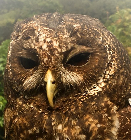 Exmoor Owls Mottled Owl 'Mottley'